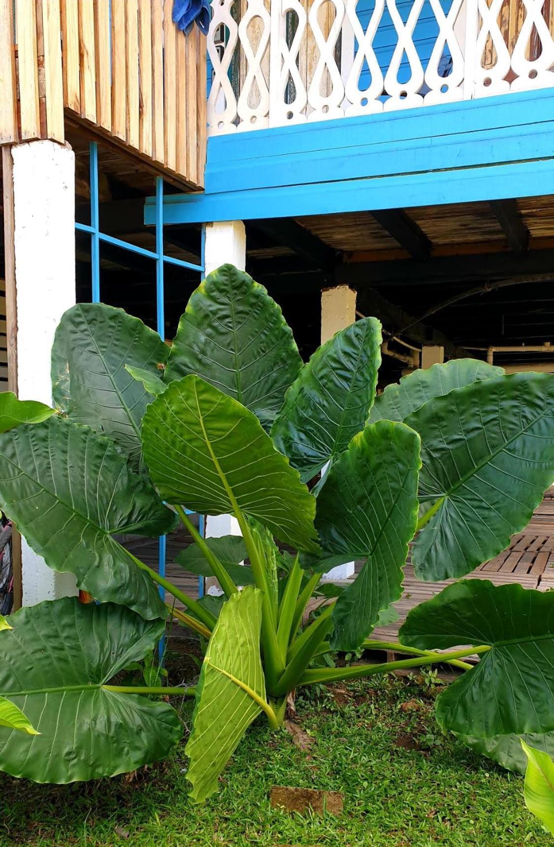 Old Bocasso Hostel Bocas Town Exterior photo